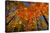USA, West Lafayette, Indiana, Trees at the Celery Bog in Autumn-Rona Schwarz-Stretched Canvas
