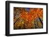 USA, West Lafayette, Indiana, Trees at the Celery Bog in Autumn-Rona Schwarz-Framed Photographic Print