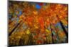 USA, West Lafayette, Indiana, Trees at the Celery Bog in Autumn-Rona Schwarz-Mounted Photographic Print