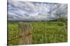 USA, West Virginia. A high mountain meadow in the Canaan Valley.-Christopher Reed-Stretched Canvas