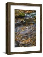 USA, West Virginia, Blackwater Falls State Park. Whirlpool in stream.-Jaynes Gallery-Framed Photographic Print