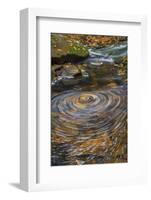 USA, West Virginia, Blackwater Falls State Park. Whirlpool in stream.-Jaynes Gallery-Framed Photographic Print