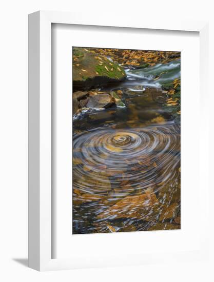 USA, West Virginia, Blackwater Falls State Park. Whirlpool in stream.-Jaynes Gallery-Framed Photographic Print