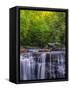 USA, West Virginia, Davis, Blackwater Falls. Scenic of the falls.-Jay O'brien-Framed Stretched Canvas