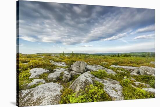 USA, West Virginia, Davis. Landscape in Dolly Sods Wilderness Area.-Jay O'brien-Stretched Canvas