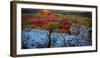 USA, West Virginia, Dolly Sods Wilderness Area. Sunset on tundra and rocks.-Jaynes Gallery-Framed Photographic Print