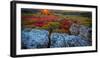 USA, West Virginia, Dolly Sods Wilderness Area. Sunset on tundra and rocks.-Jaynes Gallery-Framed Photographic Print