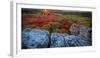 USA, West Virginia, Dolly Sods Wilderness Area. Sunset on tundra and rocks.-Jaynes Gallery-Framed Photographic Print