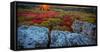 USA, West Virginia, Dolly Sods Wilderness Area. Sunset on tundra and rocks.-Jaynes Gallery-Framed Stretched Canvas