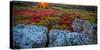 USA, West Virginia, Dolly Sods Wilderness Area. Sunset on tundra and rocks.-Jaynes Gallery-Stretched Canvas