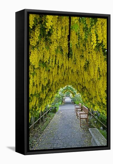 USA, Whidbey Island, Langley. Golden Chain Tree on a Metal Frame-Richard Duval-Framed Stretched Canvas