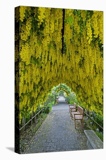 USA, Whidbey Island, Langley. Golden Chain Tree on a Metal Frame-Richard Duval-Stretched Canvas