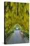 USA, Whidbey Island, Langley. Golden Chain Tree on a Metal Frame-Richard Duval-Stretched Canvas