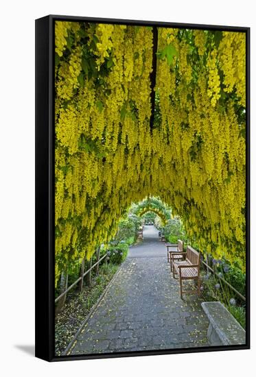 USA, Whidbey Island, Langley. Golden Chain Tree on a Metal Frame-Richard Duval-Framed Stretched Canvas