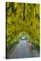 USA, Whidbey Island, Langley. Golden Chain Tree on a Metal Frame-Richard Duval-Stretched Canvas