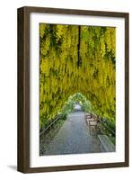 USA, Whidbey Island, Langley. Golden Chain Tree on a Metal Frame-Richard Duval-Framed Premium Photographic Print