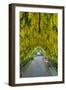 USA, Whidbey Island, Langley. Golden Chain Tree on a Metal Frame-Richard Duval-Framed Premium Photographic Print