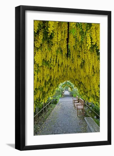 USA, Whidbey Island, Langley. Golden Chain Tree on a Metal Frame-Richard Duval-Framed Premium Photographic Print