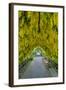 USA, Whidbey Island, Langley. Golden Chain Tree on a Metal Frame-Richard Duval-Framed Photographic Print