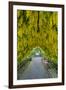 USA, Whidbey Island, Langley. Golden Chain Tree on a Metal Frame-Richard Duval-Framed Photographic Print