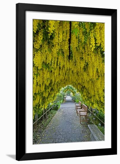 USA, Whidbey Island, Langley. Golden Chain Tree on a Metal Frame-Richard Duval-Framed Photographic Print