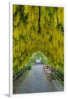 USA, Whidbey Island, Langley. Golden Chain Tree on a Metal Frame-Richard Duval-Framed Photographic Print