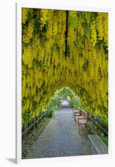 USA, Whidbey Island, Langley. Golden Chain Tree on a Metal Frame-Richard Duval-Framed Photographic Print