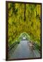 USA, Whidbey Island, Langley. Golden Chain Tree on a Metal Frame-Richard Duval-Framed Photographic Print