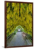 USA, Whidbey Island, Langley. Golden Chain Tree on a Metal Frame-Richard Duval-Framed Photographic Print