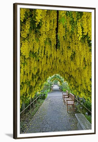 USA, Whidbey Island, Langley. Golden Chain Tree on a Metal Frame-Richard Duval-Framed Premium Photographic Print