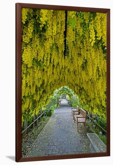 USA, Whidbey Island, Langley. Golden Chain Tree on a Metal Frame-Richard Duval-Framed Premium Photographic Print