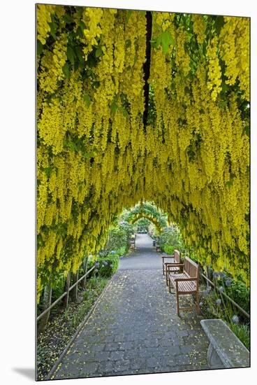 USA, Whidbey Island, Langley. Golden Chain Tree on a Metal Frame-Richard Duval-Mounted Premium Photographic Print