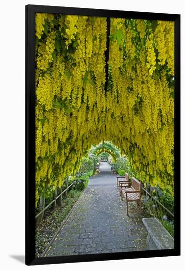 USA, Whidbey Island, Langley. Golden Chain Tree on a Metal Frame-Richard Duval-Framed Premium Photographic Print