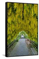 USA, Whidbey Island, Langley. Golden Chain Tree on a Metal Frame-Richard Duval-Framed Stretched Canvas