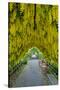 USA, Whidbey Island, Langley. Golden Chain Tree on a Metal Frame-Richard Duval-Stretched Canvas