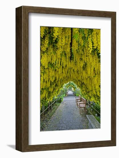 USA, Whidbey Island, Langley. Golden Chain Tree on a Metal Frame-Richard Duval-Framed Photographic Print