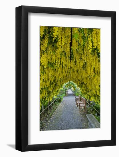 USA, Whidbey Island, Langley. Golden Chain Tree on a Metal Frame-Richard Duval-Framed Photographic Print