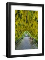 USA, Whidbey Island, Langley. Golden Chain Tree on a Metal Frame-Richard Duval-Framed Photographic Print