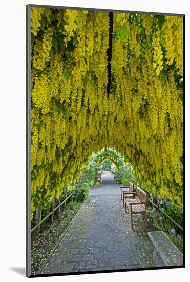 USA, Whidbey Island, Langley. Golden Chain Tree on a Metal Frame-Richard Duval-Mounted Photographic Print