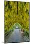 USA, Whidbey Island, Langley. Golden Chain Tree on a Metal Frame-Richard Duval-Mounted Photographic Print
