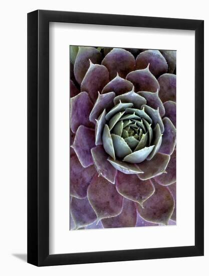 USA, Wilmington, Delaware. Close-Up of Hen and Chick Plant-Jaynes Gallery-Framed Photographic Print
