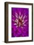 USA, Wilmington, Delaware. Detail of Zinnia Bloom-Jaynes Gallery-Framed Photographic Print