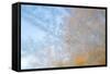 USA, Wisconsin, Madison. Frost Patterns Formed on Glass-Jaynes Gallery-Framed Stretched Canvas