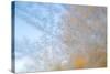 USA, Wisconsin, Madison. Frost Patterns Formed on Glass-Jaynes Gallery-Stretched Canvas