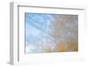 USA, Wisconsin, Madison. Frost Patterns Formed on Glass-Jaynes Gallery-Framed Photographic Print