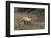 USA, WY, Yellowstone NP. Close-up of red fox in field. Red Fox hunting next to a forest edge.-Jaynes Gallery-Framed Photographic Print