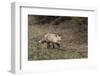 USA, WY, Yellowstone NP. Close-up of red fox in field. Red Fox hunting next to a forest edge.-Jaynes Gallery-Framed Photographic Print