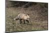 USA, WY, Yellowstone NP. Close-up of red fox in field. Red Fox hunting next to a forest edge.-Jaynes Gallery-Mounted Photographic Print