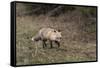 USA, WY, Yellowstone NP. Close-up of red fox in field. Red Fox hunting next to a forest edge.-Jaynes Gallery-Framed Stretched Canvas