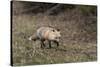 USA, WY, Yellowstone NP. Close-up of red fox in field. Red Fox hunting next to a forest edge.-Jaynes Gallery-Stretched Canvas